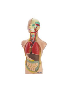 Juego miniland anatomia humana 11 piezas 50 cm