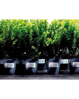 Etiqueta adhesiva resistente avery poliester blanco laser 99,1x42,3 mm caja de 240 unidades